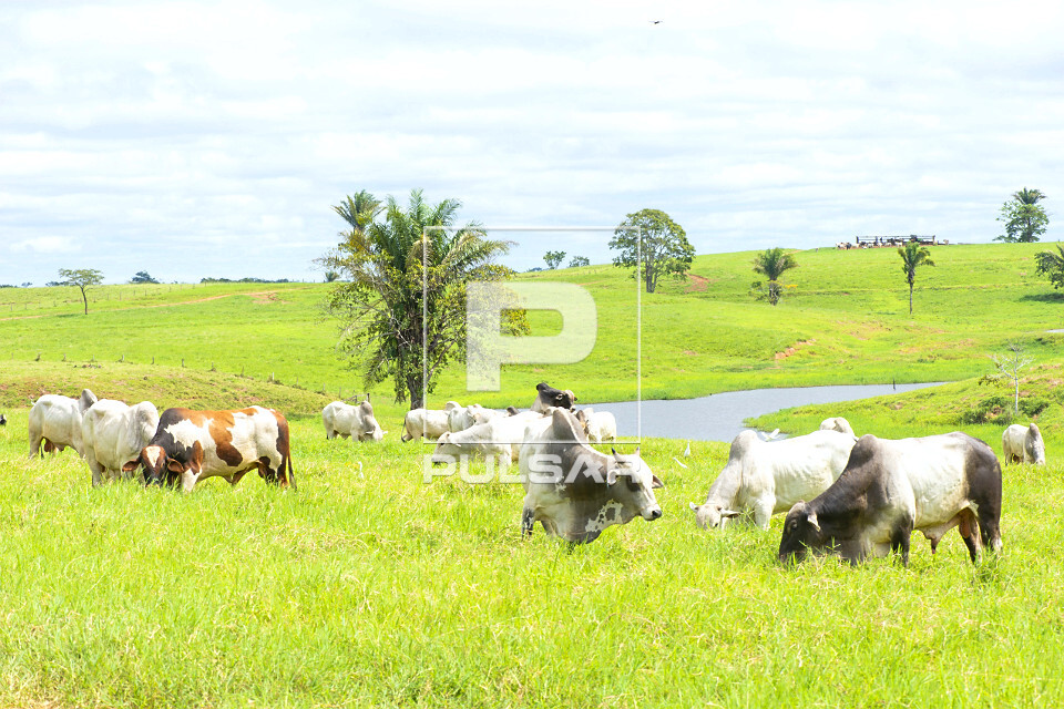 Peão de fazenda de criação de gado de corte na amazônia tocando boiada, Pulsar Imagens